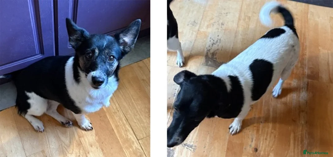 Jack Russell dogs for adoption: Murphy & Mabel want a loving forever home together - Advert 1