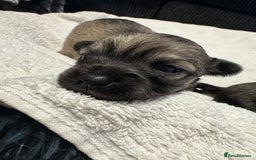 Chihuahua dogs for sale: Chihuahua puppies for sale - Image 20