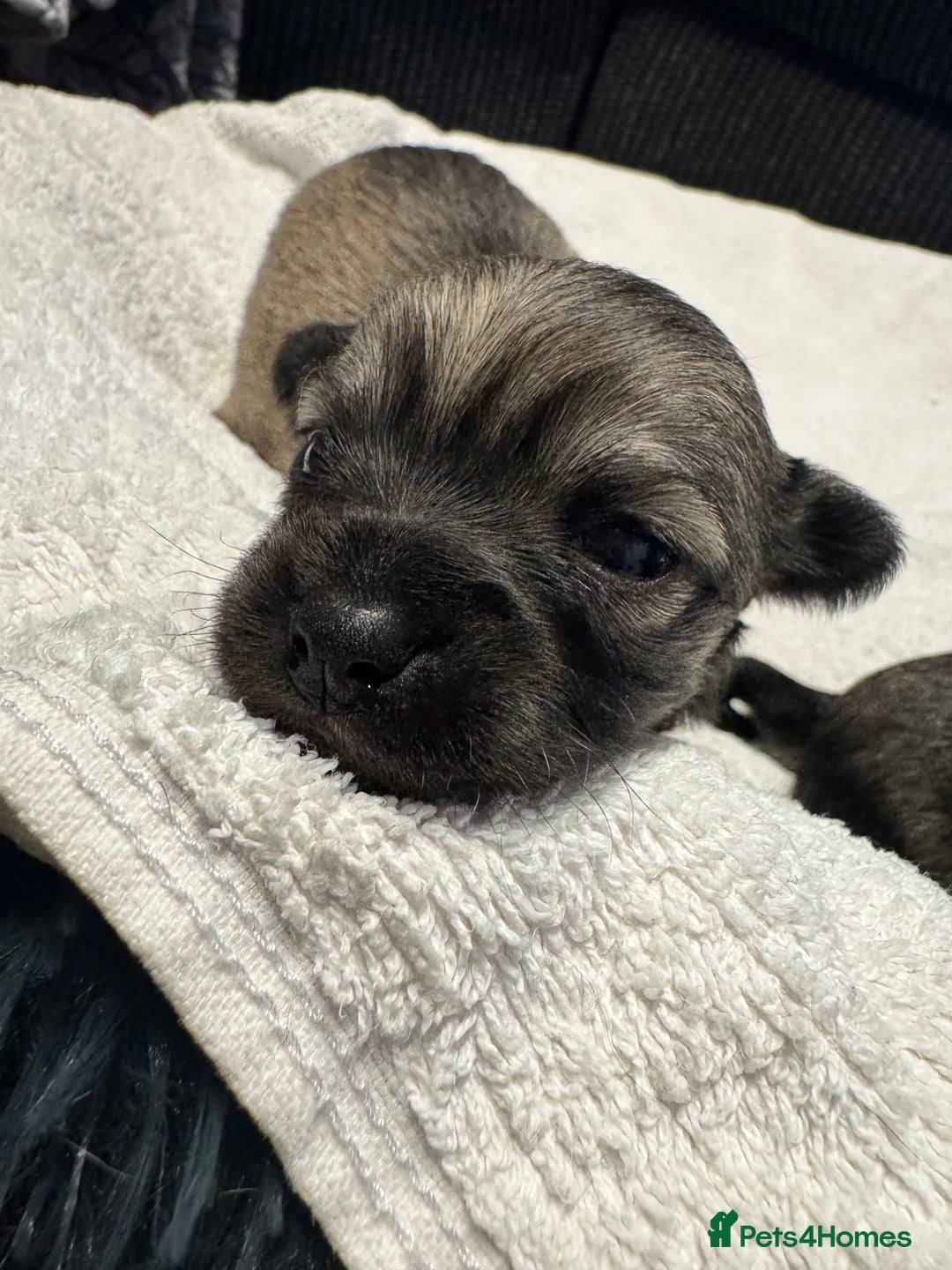 Chihuahua dogs for sale: Chihuahua puppies for sale - Image 20