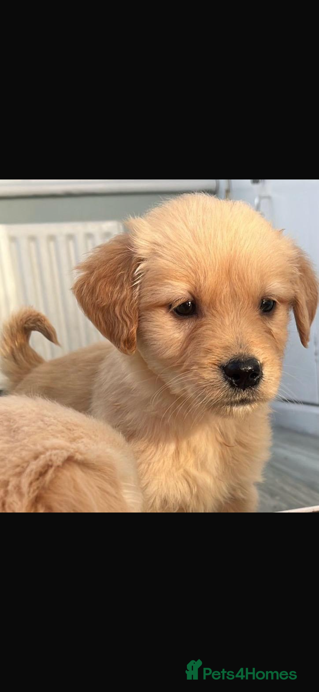 Golden Retriever dogs for sale: Chunky golden retriever pups - Advert 8