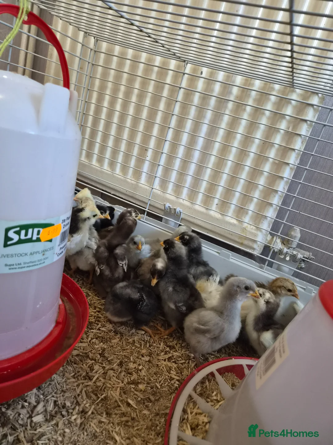 Chickens poultry for sale: Beautiful orpington chicks in Newcastle - Advert 2