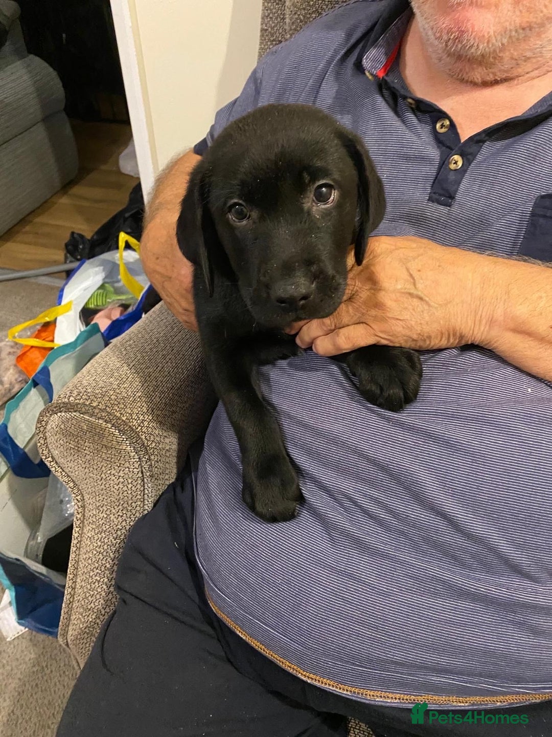 Labrador Retriever dogs for sale:  *READY TO LEAVE* Chunky show  labrador retreivers - Advert 1