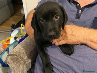 Labrador Retriever dogs *READY TO LEAVE* Chunky show labrador retreivers - Advert 10