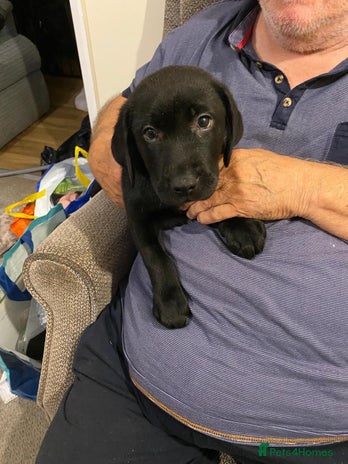 Labrador Retriever dogs - Advert 4