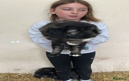 Caucasian Shepherd Dog dogs for sale:  ⭐️Caucasian shepherds⭐️puppies #bears big boned   - Image 10