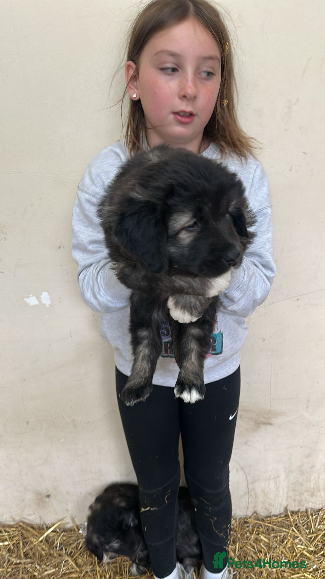 Caucasian Shepherd Dog dogs for sale:  ⭐️Caucasian shepherds⭐️puppies #bears big boned   - Image 10