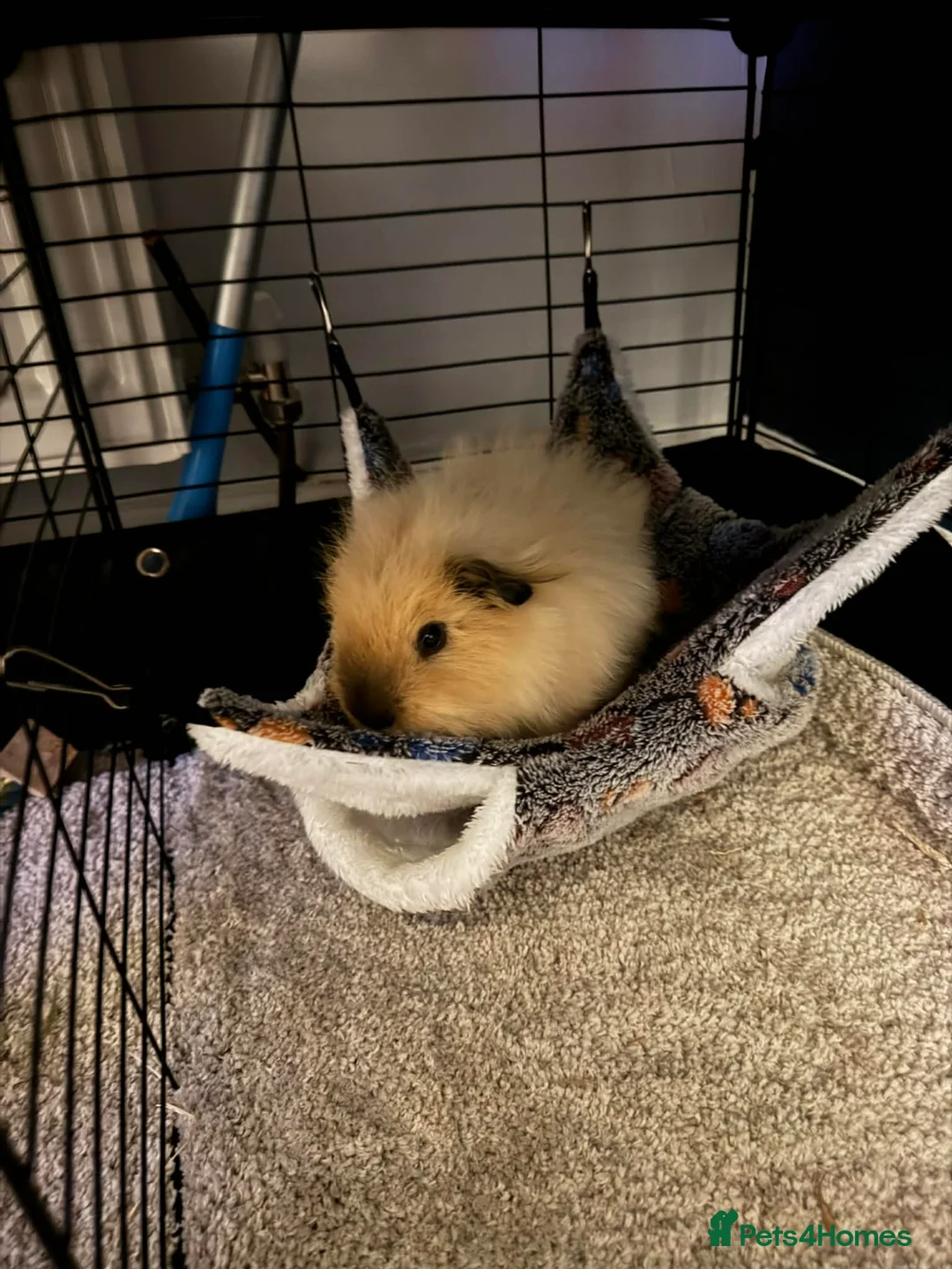 Guinea Pig rodents for sale: Baby Guinea pigs Boys & Girls - Advert 1