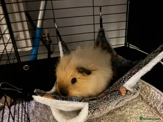 Guinea Pig rodents Baby Guinea pigs Boys & Girls - Advert 14