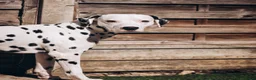 Dalmatian dogs for stud: Beautiful Male Dalmatian  - Advert 3