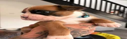 Boxer dogs for sale: 9 Beautiful Boxer Puppies - Advert 6