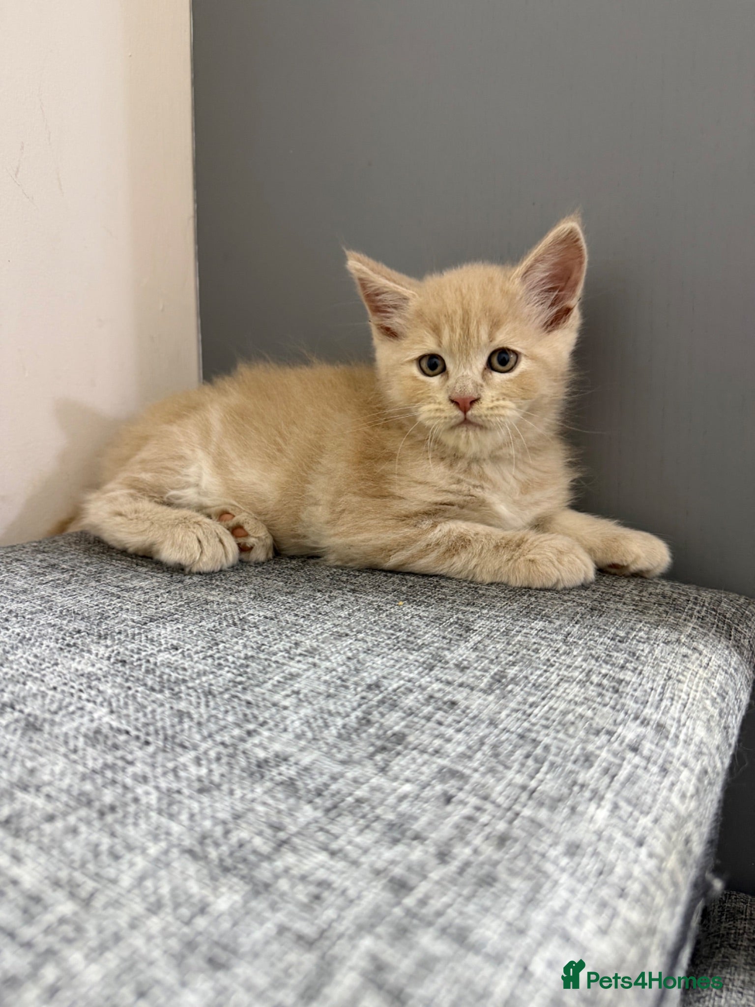 Maine Coon cats Maincoon kittens 🐱  - Advert 2