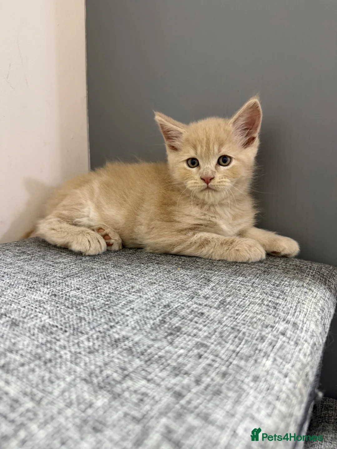 Maine Coon cats for sale: Maincoon kittens 🐱  - Advert 2