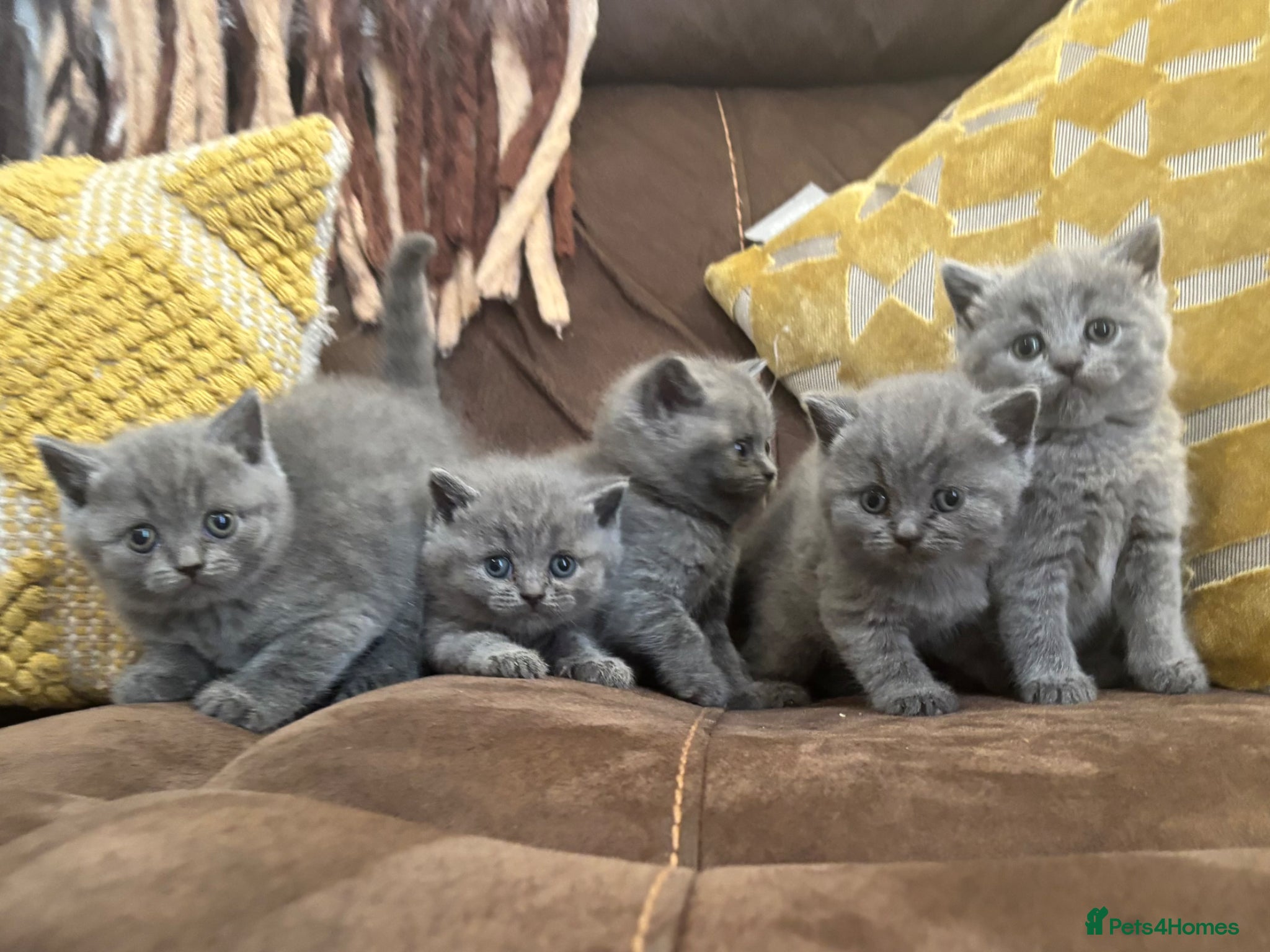 British Shorthair cats Beautiful Blue BSH Kittens. GCCF - Advert 2