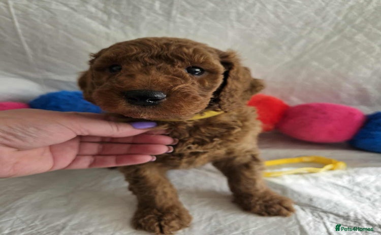 Goldendoodle dogs - Advert 1