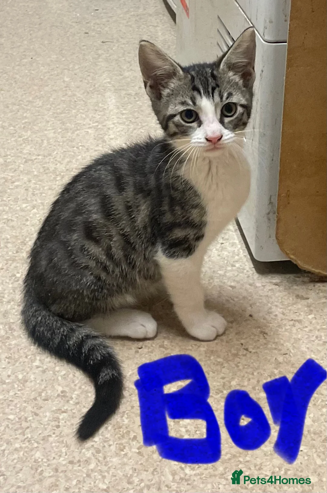 Mixed Breed cats for sale: Tabby kittens  - Advert 5