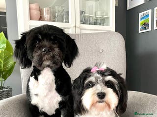 Mixed Breed dogs Gorgeous puppies 2 girls left - Advert 1