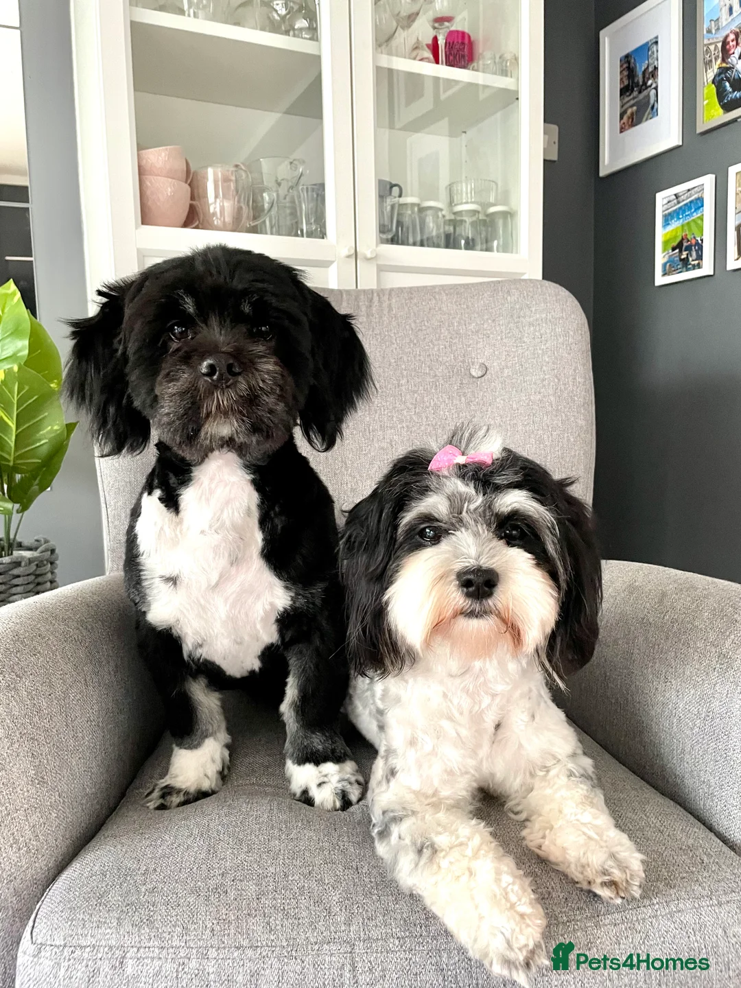 Mixed Breed dogs for sale: Gorgeous puppies 2 girls left - Advert 1