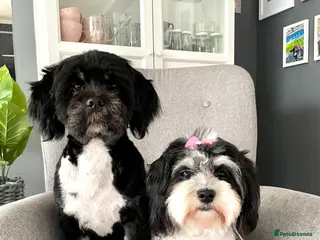 Mixed Breed dogs Gorgeous puppies 2 girls left - Advert 4