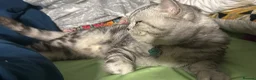 British Shorthair cats for sale: Gorgeous silver tabby British shorthair male  - Advert 2