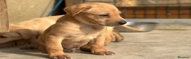 Labrador Retriever 6
