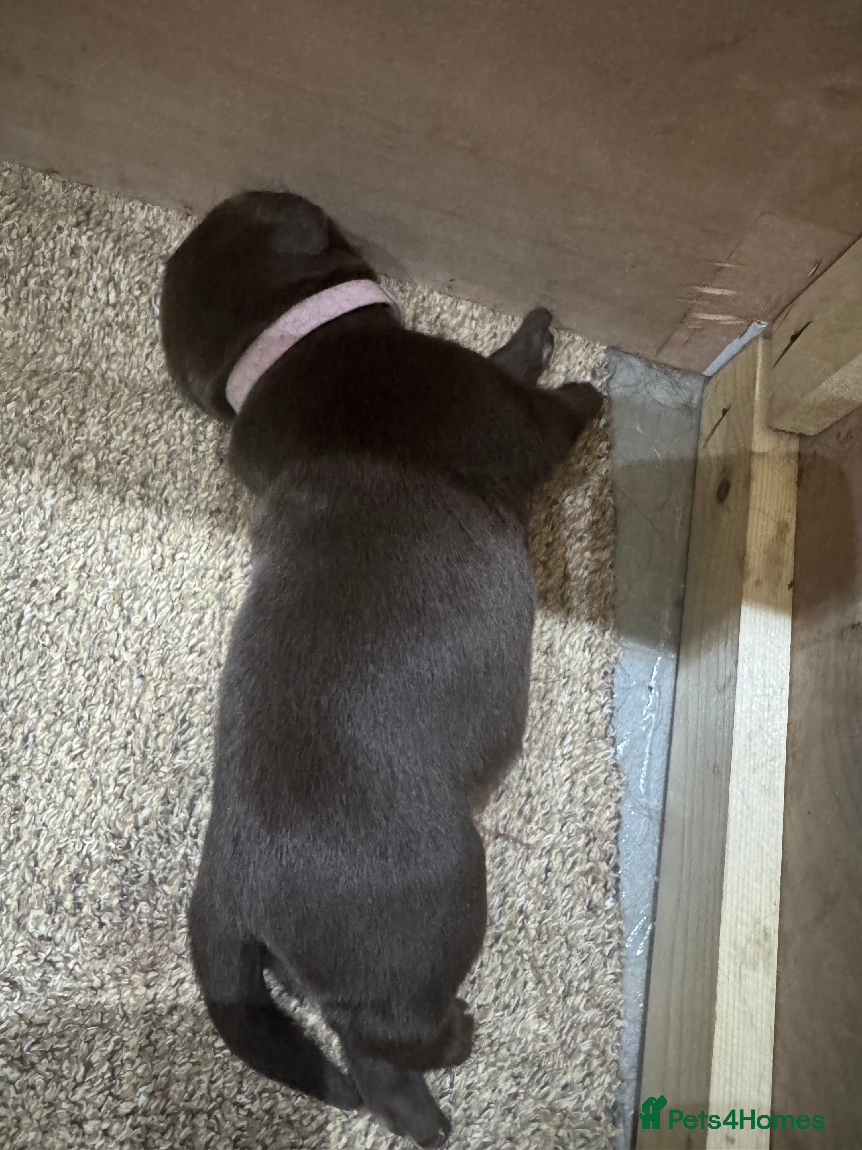 Labrador Retriever dogs Arrived and ready 11 July: Excellent Labradors - Advert 2