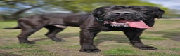 Cane Corso dogs for stud: Cane Corso for Stud in Doncaster - Advert 6