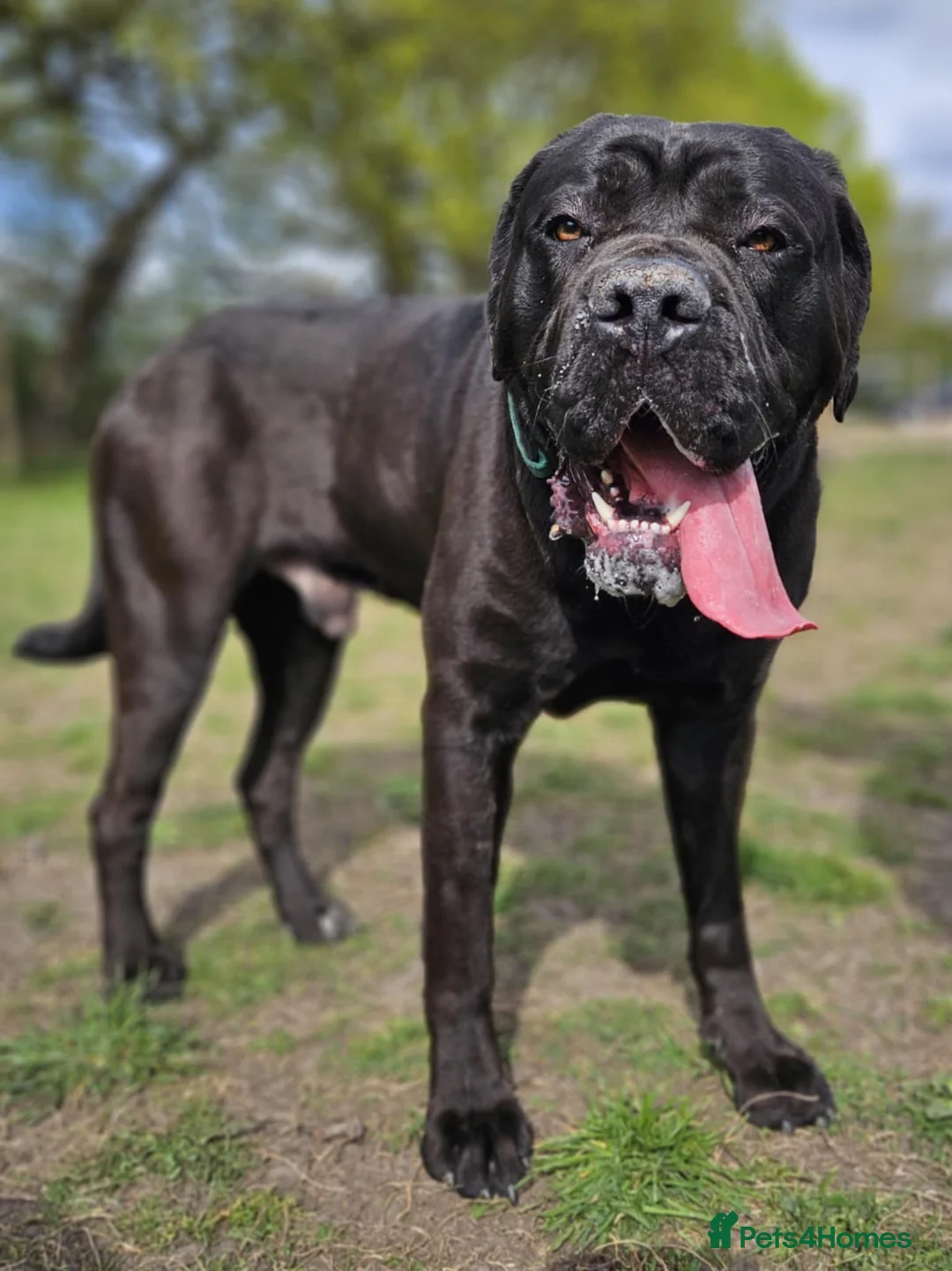 Cane Corso dogs for stud: Cane Corso for Stud in Doncaster - Advert 6