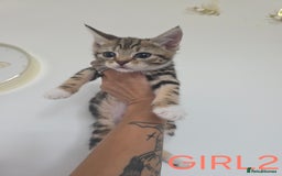 British Shorthair cats for sale: KITTENS LOOKING FOR HOMES - Image 9
