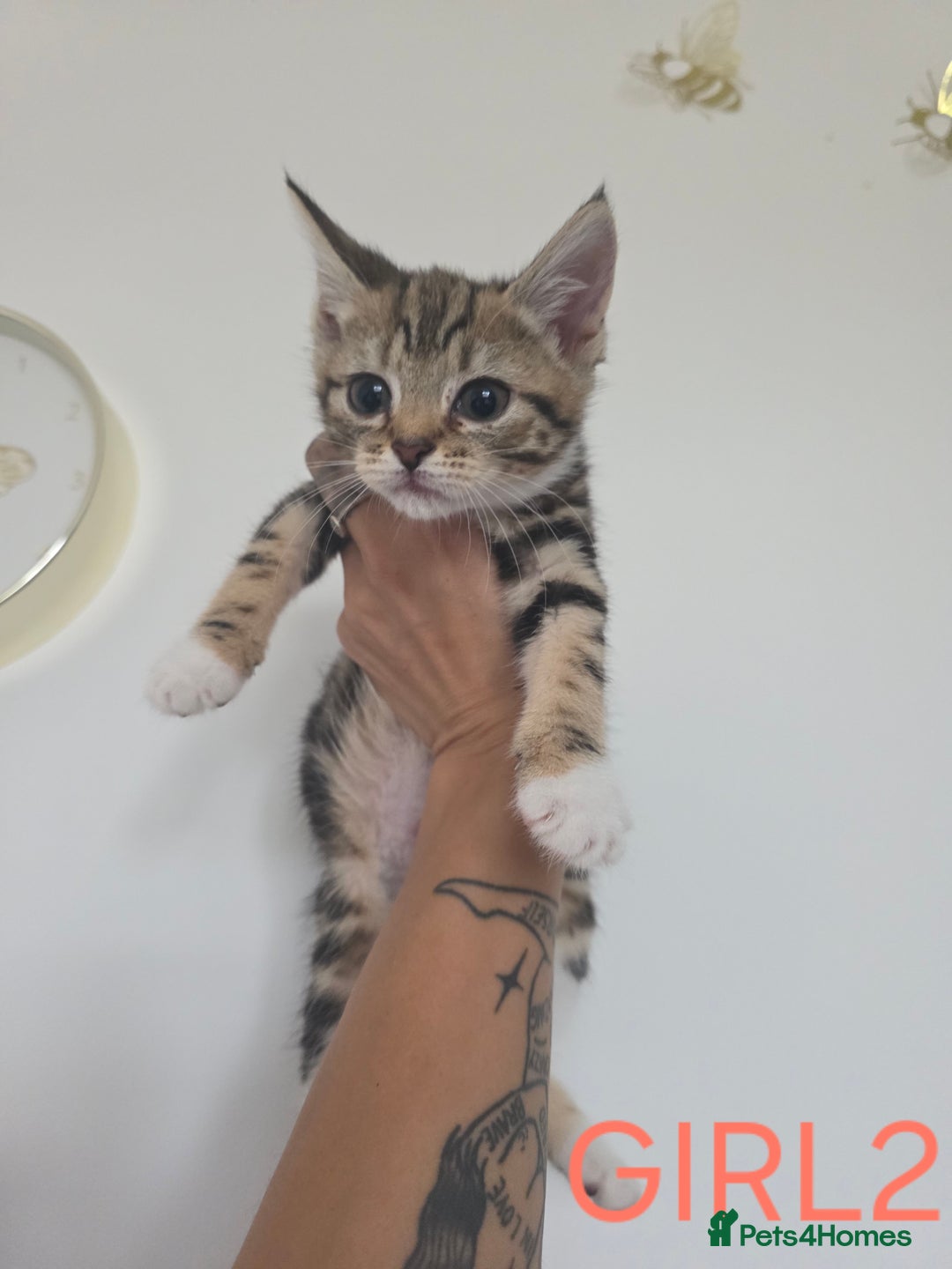 British Shorthair cats for sale: KITTENS LOOKING FOR HOMES - Image 9