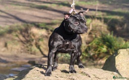 Staffordshire Bull Terrier dogs for sale: Black Adult female  - Image 4