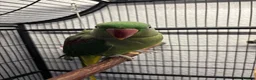 Parakeets birds for sale: Female Alexandrine, 2years old approximately  in Salford - Advert 1