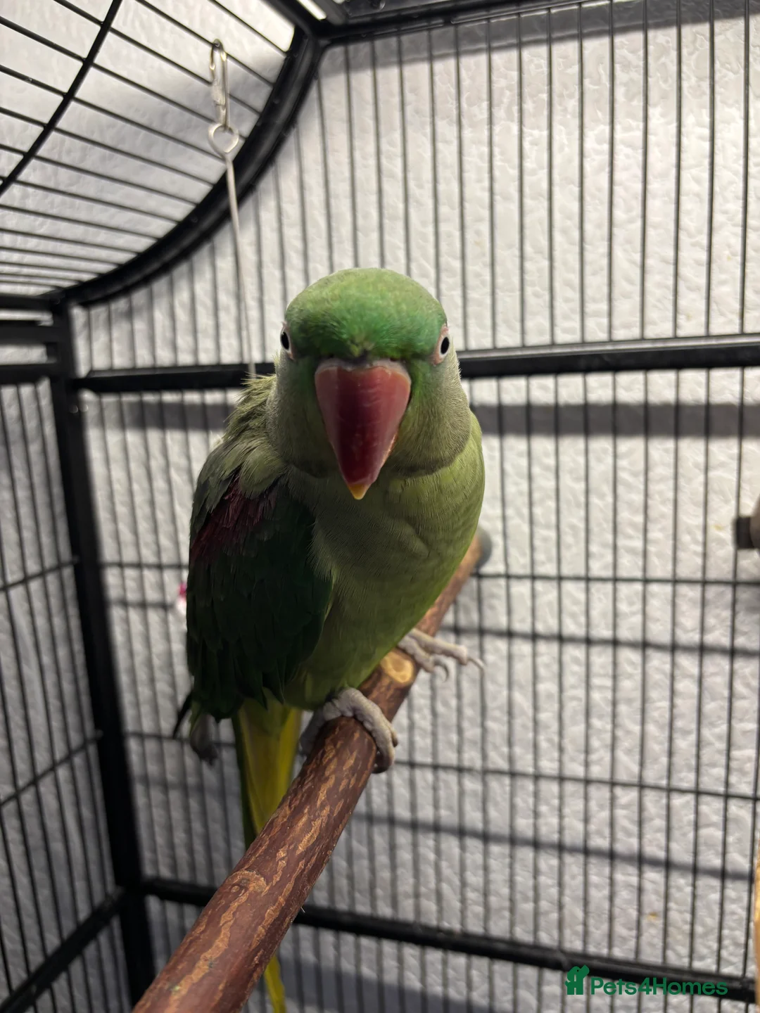Parakeets birds for sale: Female Alexandrine, 2years old approximately  in Salford - Advert 1