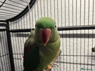 Parakeets birds Female Alexandrine, 2years old approximately in Salford - Advert 2