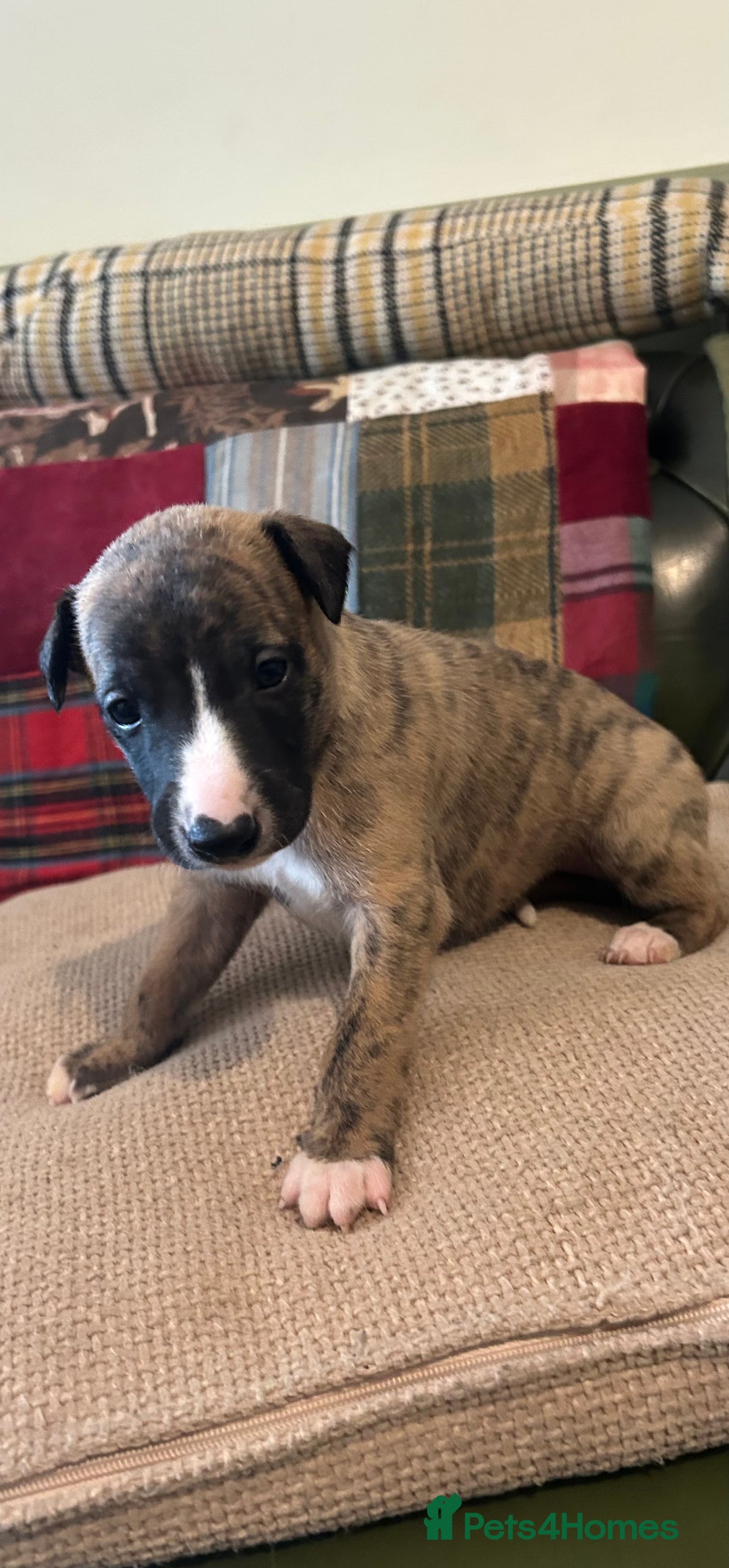 Whippet dogs for sale: Whippet Pups  - Image 10