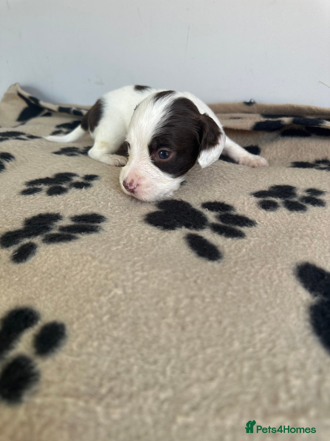 Cocker Spaniel dogs for sale: Working Cocker spaniel puppies  - Image 17