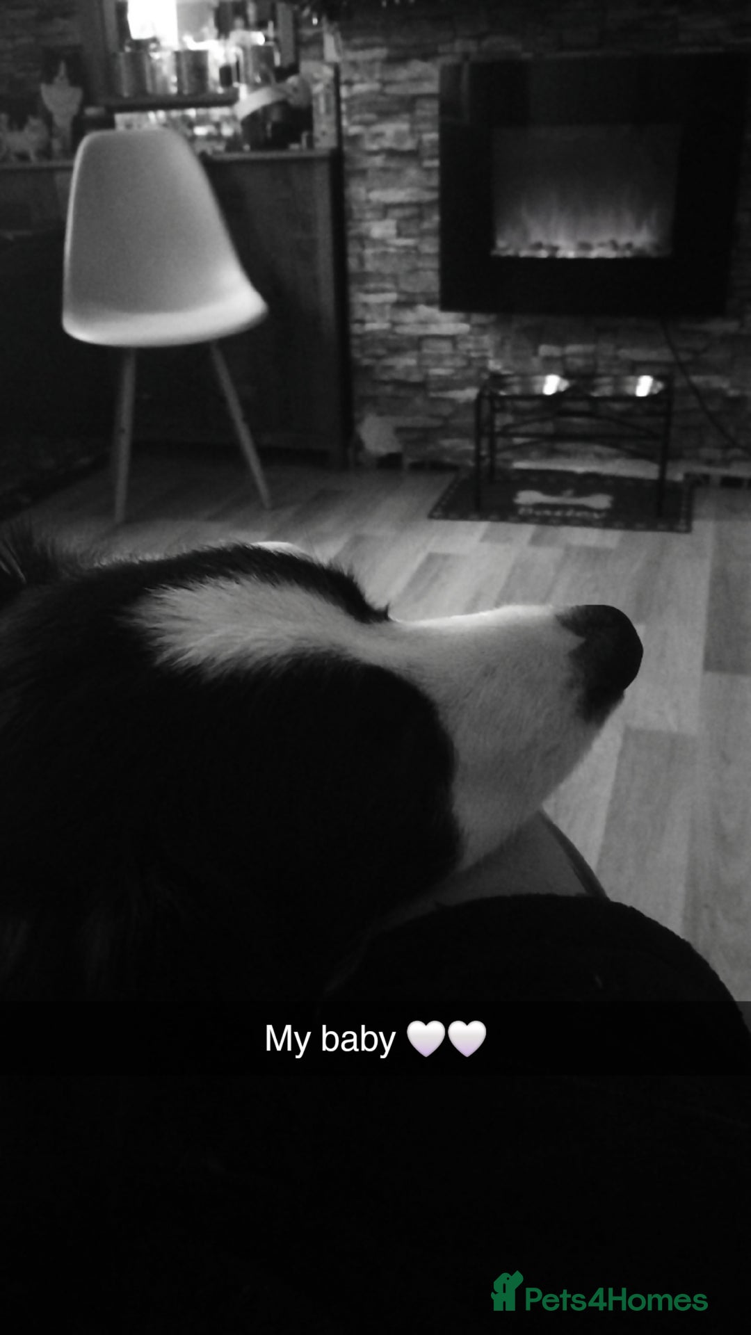 Border Collie dogs for sale: BaileyBoy - Advert 13