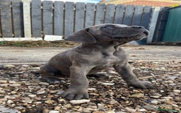 Cane Corso dogs for sale: Cane Corso puppies 9 week old 🫶❤️🫶 - Image 16