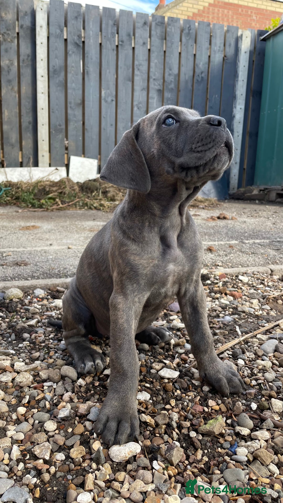 Cane Corso dogs for sale: Cane Corso puppies 9 week old 🫶❤️🫶 - Image 16
