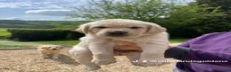 Goldador dogs for sale: One stunning goldador boy available ❤️ - Advert 25