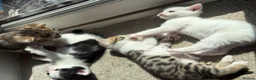 Bengal cats for sale: Beautiful Bengal mixed kitten🐆ready now!  - Advert 7