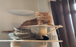 Domestic Shorthair cats for sale: Pumpkin  - Image 4