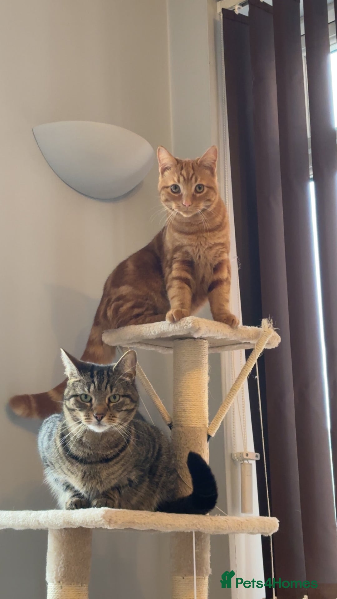 Domestic Shorthair cats for sale: Pumpkin  - Image 4