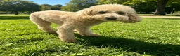 Miniature Poodle dogs for sale: Mounty in Leeds - Advert 1