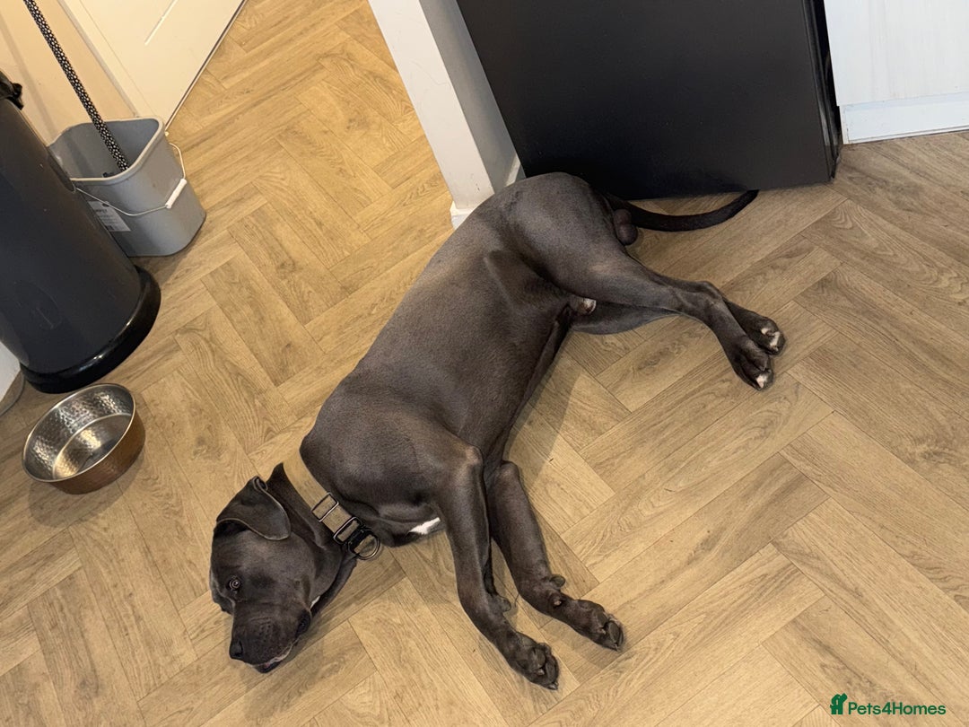 Cane Corso dogs for stud: Apollo - Image 5
