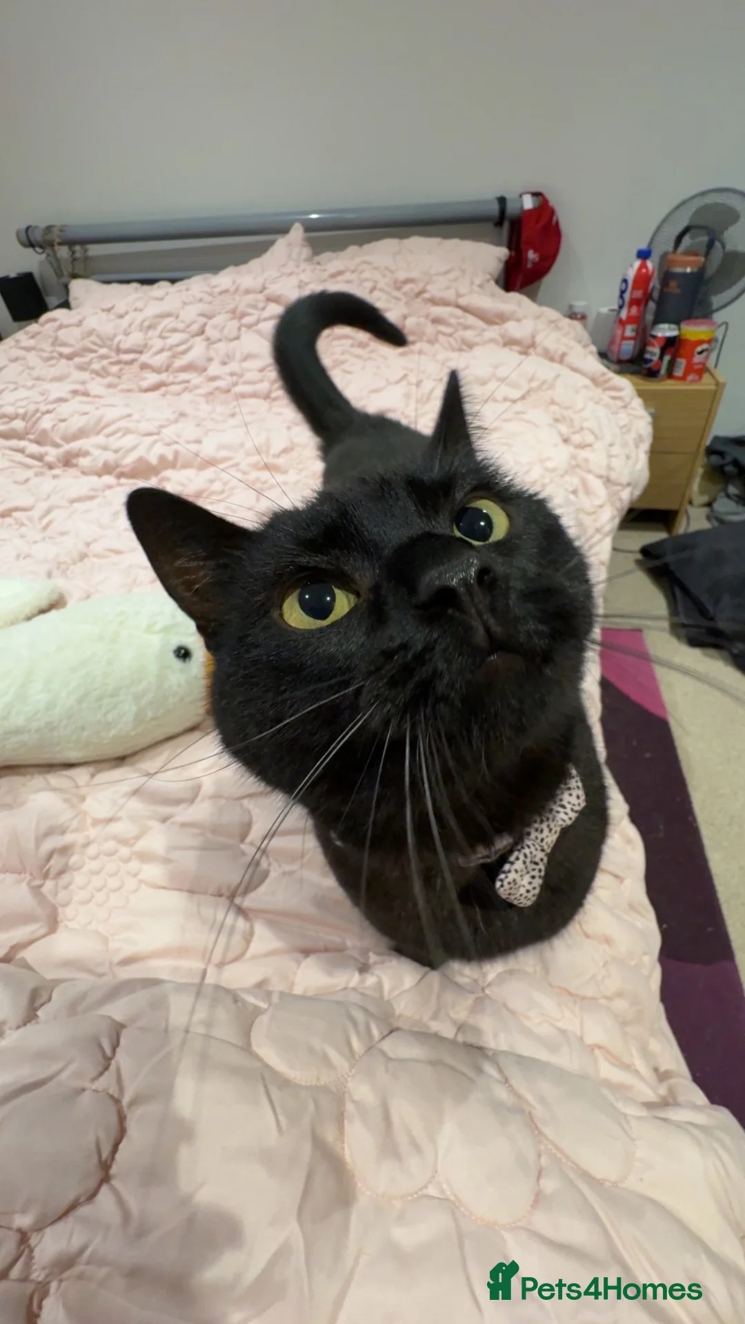 Bombay cats for sale: 5year old pheobe - Advert 3