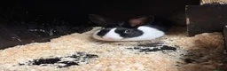 Mixed Breed rabbits for sale: Rabbits for Sale  - Advert 2