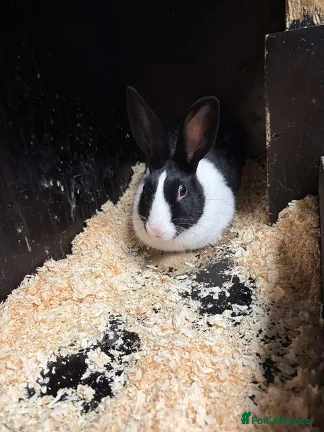 Mixed Breed rabbits for sale: Rabbits for Sale  - Advert 2