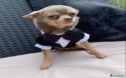 Chihuahua dogs for stud:  Kennel Club Registered Lilac Tricolour at stud in Luton - Image 6