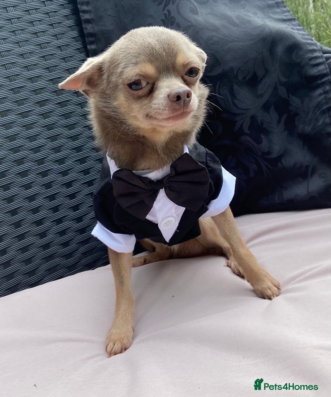 Chihuahua dogs for stud:  Kennel Club Registered Lilac Tricolour at stud in Luton - Image 6