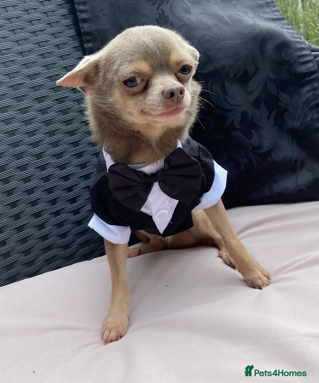 Chihuahua dogs for stud:  Kennel Club Registered Lilac Tricolour at stud in Luton - Advert 6